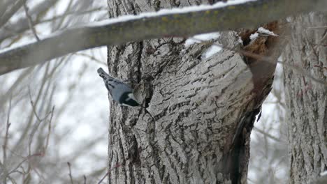 Poor-lovely-white-breasted-nuthatch-has-a-hard-time-finding-food-in-winter