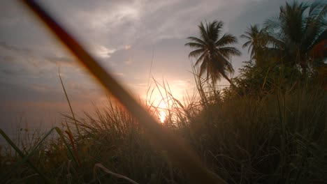 Among-grass-on-the-beach-during-tropical-sunset