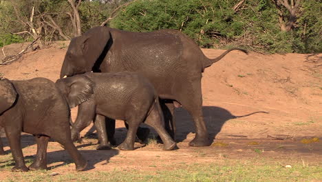 Herd-of-elephant-moving-away-from-waterhole-during-summer