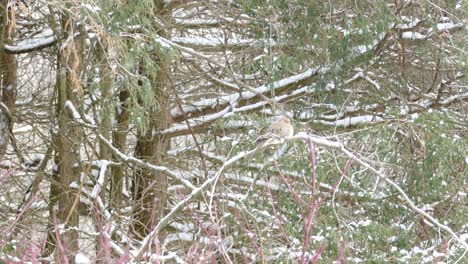 Winter-cedar-forest-with-mourning-dove-bird-staying-warm-despite-the-snow