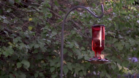 Ein-Weiblicher-Rotbrauner-Kolibri-Strahlt-Aus-Dem-Scheinwerferlicht-Eines-Sonnenstrahls-Und-Fliegt-Auf-Die-Rote-Glaszufuhr-Zu