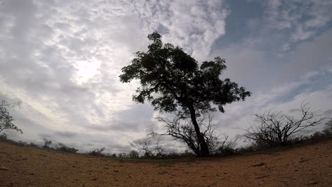 Zeitraffer-Von-Wolken,-Die-Sich-Hinter-Einem-Isolierten-Baum-In-Südafrika-In-Verschiedene-Richtungen-Bewegen
