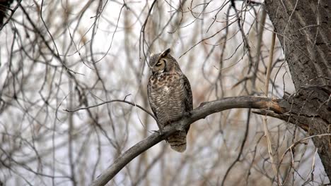 Great-Horned-Owl-perching-on-a-branch-and-looking-down