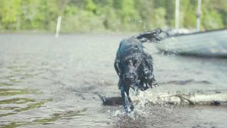 Young-cocker-spaniel-mix-puppy-dog-running-in-water-towards-camera