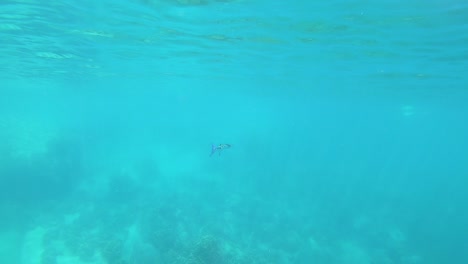 Langer-Krokodilnadelfisch-Schwimmt-Schnell-An-Der-Oberfläche-Des-Blauen-Tropischen-Wassers