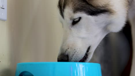 Husky-pup-enjoying-his-meal--Close-up