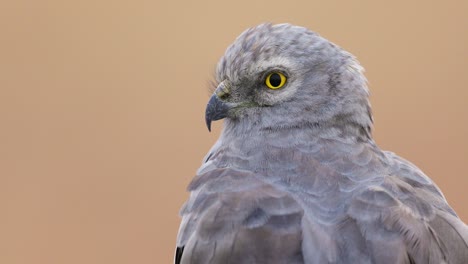 Close-up-of-Montagu's-harrier-male-bird-as-it-look-back-on-the-brown-grassland