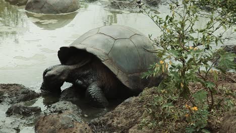 Galapagos-Tortoise-Drinking-Water-From-Pond