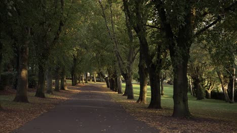 Caminando-Por-Un-Carril-Bordeado-De-árboles-En-El-Parque-En-El-Plano-General-De-Otoño