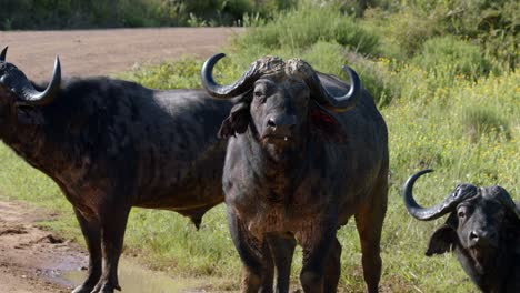 African-Buffalos-Standing-And-Looking-Straight-To-The-Camera-In-Kruger-National-Park,-South-Africa
