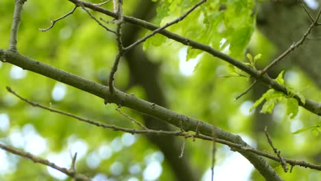 Eastern-Mountain-Bluebird-sitting-on-a-tree-branch