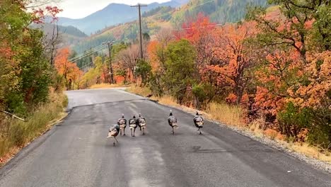 Several-wild-turkeys-walk-down-a-mountain-road-with-colorful-Fall-colors-on-the-trees