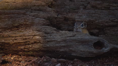 A-chipmunk-hides-in-a-log-and-quickly-peeks-out-toward-the-camera