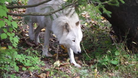 Southern-Rocky-Mountain-Gray-Wolf-sniffs-at-ground-beside-a-boulder