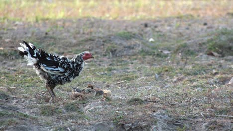 Chicken-Foraging-in-the-Field-with-Baby-Chicks