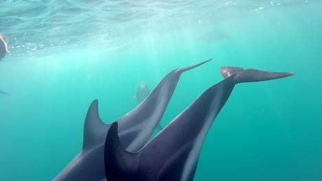 Un-Par-De-Delfines-Buceando-Desde-La-Superficie