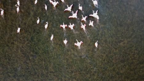 Hübsche-Rosa-Flamingos,-Die-Sich-über-Das-Küstengebiet-Am-Strand-In-Vendicari,-Sizilien,-Italien-Bewegen---Drohnenaufnahme