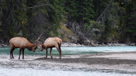 Elk-male-bulls-challenge-and-lock-antlers-during-rutting-season-on-stream's-edge-in-scenic-Jasper,-Alberta