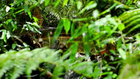 Arbustos-Verdes-Frescos-En-Un-Bosque-Tropical-Lluvioso-Con-Agua-De-Río-Tranquila-Que-Fluye-Por-La-Jungla