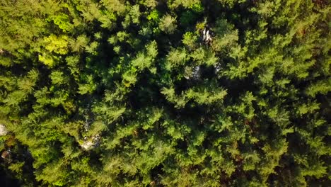 Aerial-top-down-Pine-Trees