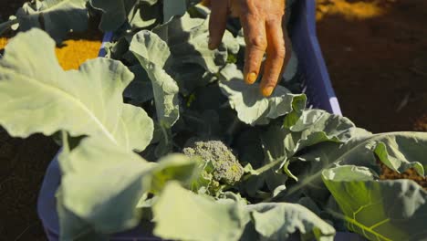 Farmer-places-freshly-picked-broccoli-into-a-basket