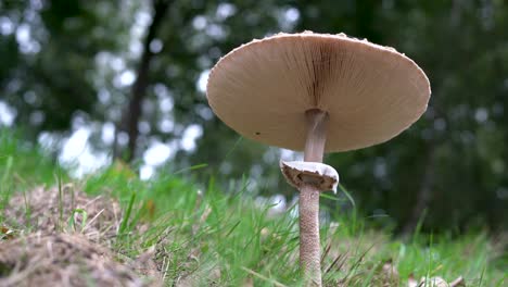 Macrolepiota-procera,-mushroom-on-green-grass-in-autumn,-with-tree's-in-the-background