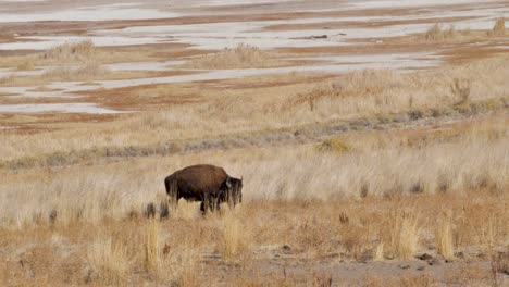 Large-male-American-bison-on-Antelope-Island-in-Utah-grazing-near-the-salt-flats---slow-motion