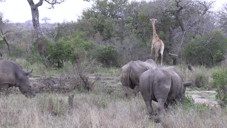 Afrikanische-Wildlife-Szene-Mit-Grasenden-Nashörnern,-Während-Eine-Giraffe-Im-Hintergrund-Spaziert