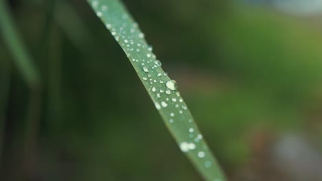 Einzelnes-Schlankes-Vegetationsblatt-Mit-Wasserperlen