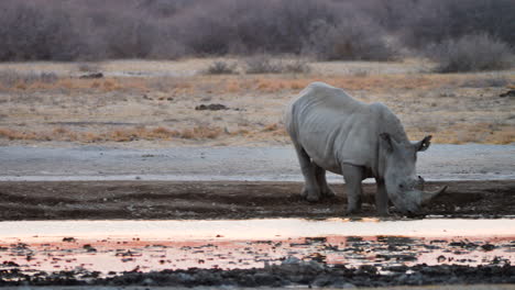 Gruppe-Weißer-Nashörner,-Die-Bei-Sonnenuntergang-Am-Wasserloch-Im-Khama-Rhino-Sanctuary-In-Botswana-Trinken