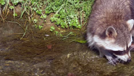 Young-Raccoon-in-water-stream-looking-for-food-during-sunny-day-in-nature