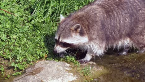 Racoon-walking-in-small-river-during-sunlight-and-searching-for-food