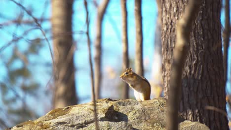A-chipmunk-stands-on-top-of-a-stone-and-chirps-repeatedly