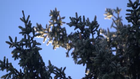 Frozen-coniferous-trees-getting-hit-by-the-first-rays-of-sun-on-a-cold-windy-morning-3---SLOMO
