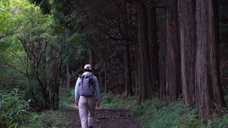 Excursionista-Masculino-Caminando-A-Través-Del-Marco-Dentro-Del-Bosque-Con-árboles-Altos---Bloqueado