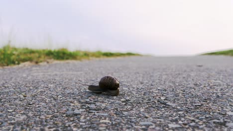 snail-crawling-on-the-road-4k-UHD