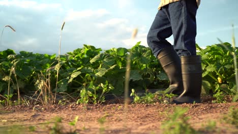Side-view-of-man-farmer-in-rubber-boots-on-a-green-field-in-the-rays-of-the-sun-at-sunset