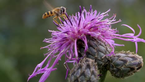 Biene-Auf-Schöner-Bunter-Blume-Fliegt-Und-Sammelt-Pollen-In-Der-Natur