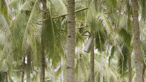 Philippinischer-Bauer,-Der-Geernteten-Kokosnussnektar-Von-Der-Spitze-Der-Kokospalme-Herunterbringt