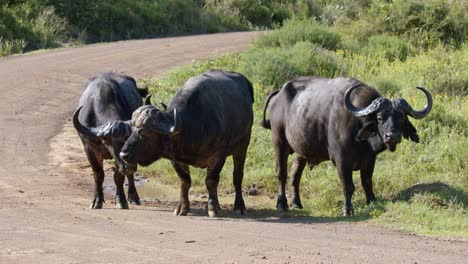 Cámara-Lenta-De-Tres-Búfalos-Africanos-Del-Cabo-Parados-En-La-Carretera-En-El-Parque-Nacional-Kruger,-Sudáfrica