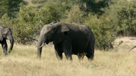 Elephant-in-Pasture,-Full-Frame-Slow-Motion