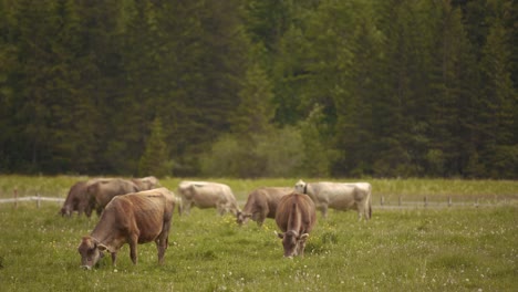Eine-Herde-Brauner-Schweizer-Kühe,-Die-Auf-Einem-Feld-Mit-Einem-Wald-Im-Hintergrund-In-Der-Schweiz-Grasen