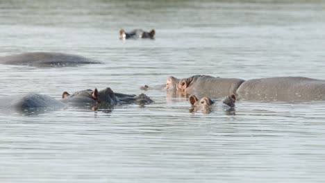 Hipopótamo-En-Hábitat-Natural