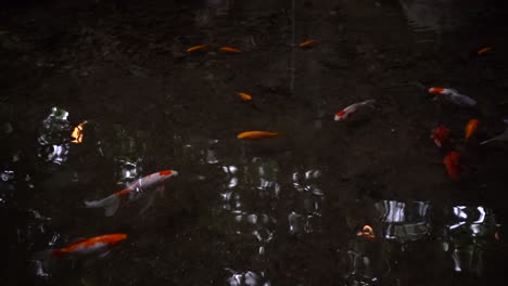 Slow-pan-over-dark-pond-with-many-Japanese-Koi-goldfish-in-many-sizes-swimming