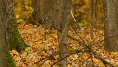 Eichhörnchen,-Das-Nüsse-Erntet---Eicheln-In-Der-Herbstsaison-In-Einer-Wunderschönen-Natürlichen-Waldumgebung,-Statisch
