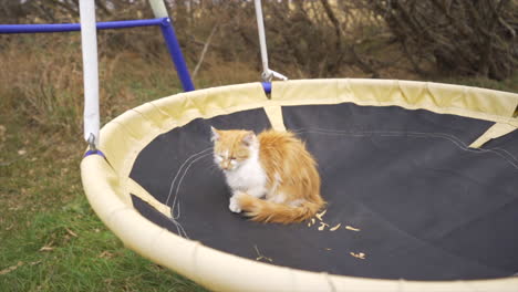 Kitten-sitting-on-playground-set