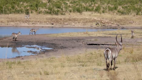 Gruppe-Von-Wasserböcken,-Die-Auf-Dem-Gras-In-Der-Nähe-Des-Flusses-Im-Krüger-Nationalpark,-Südafrika,-Stehen