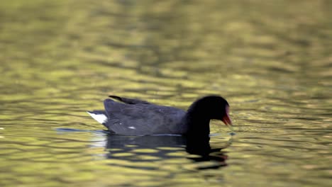 Close-up-of-common-moorhen-swimming-in-wavy-water-that-reflects-forest