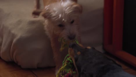 Dogs-Playing-and-Tugging-Toy