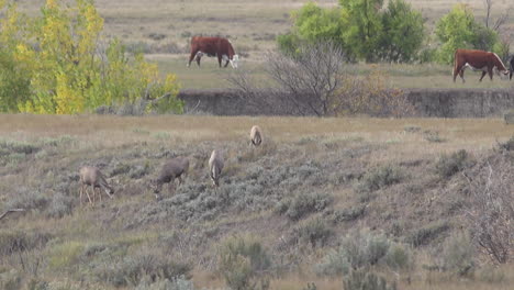 Mule-deer-on-a-hill-South-Dakota